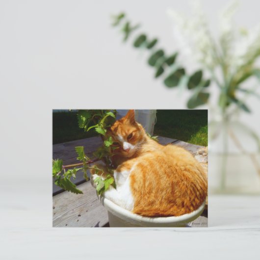 Schrapper in een pot briefkaart (Staand voorkant)