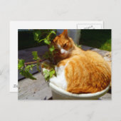 Schrapper in een pot briefkaart (Voorkant / Achterkant)