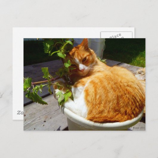 Schrapper in een pot briefkaart (Voorkant / Achterkant)