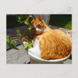 Schrapper in een pot briefkaart