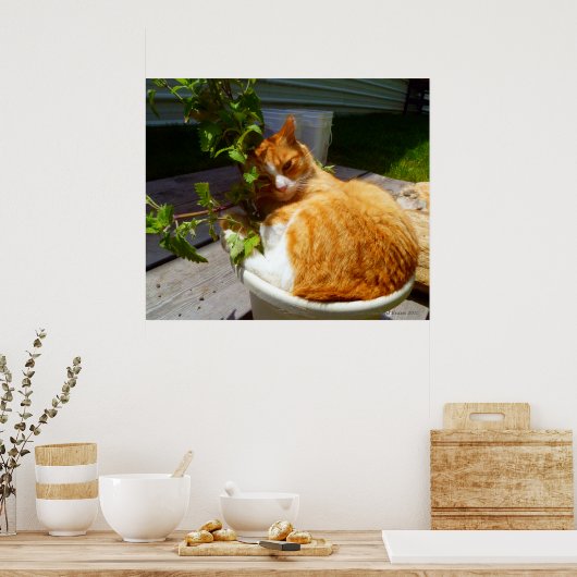 Schrapper in een pot poster (Keuken)