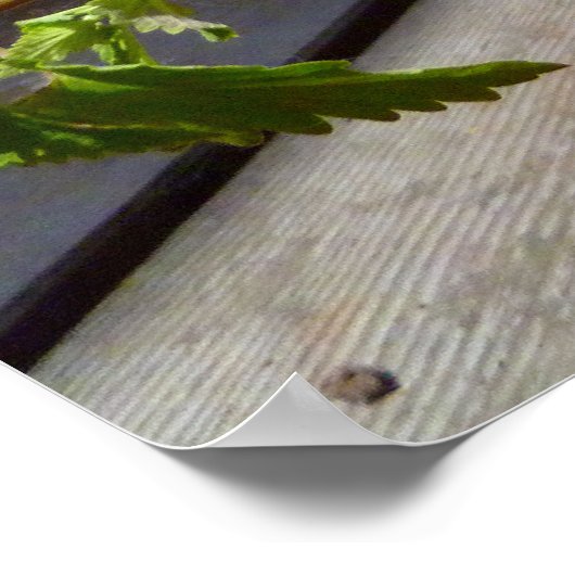 Schrapper in een pot poster (Hoek)
