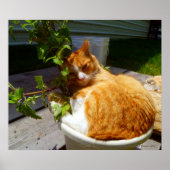 Schrapper in een pot poster (Voorkant)