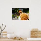 Schrapper in een pot poster (Keuken)