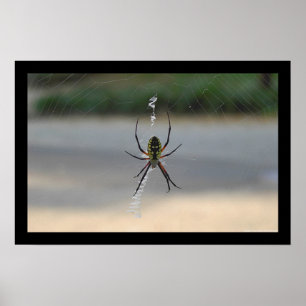 Schrijfspin (Argiope Aurantia) Poster