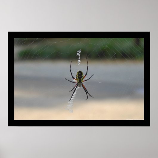 Schrijfspin (Argiope Aurantia) Poster (Voorkant)