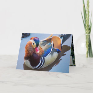 Schrijver: Davey Mandarin Duck Kaart