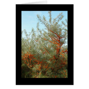 Schrob met Oranje bessen