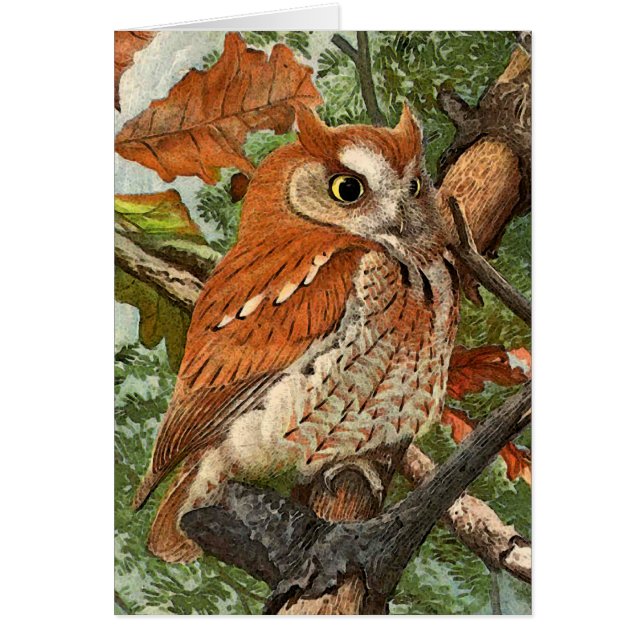 Schroefboomkorren (bruine fase) (Voorkant)