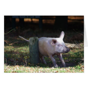 Schroefkaart voor varkensvlees