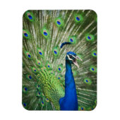 Schroefpauw Magneet (Verticaal)