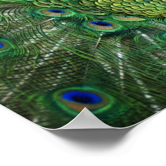 Schroefpauw Poster (Hoek)