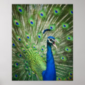 Schroefpauw Poster (Voorkant)