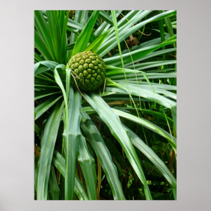 Schroefpijnboomvruchten en halafabrikaten poster