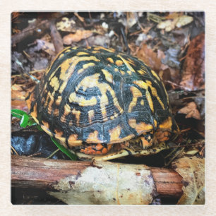Schroefschildpad in het bos, Chester, South Caroli Glazen Onderzetter