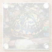 Schroefschildpad in het bos, Chester, South Caroli Glazen Onderzetter (Achterkant)