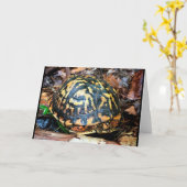 Schroefschildpad in het bos, Chester, South Caroli Kaart (Gele Bloem)
