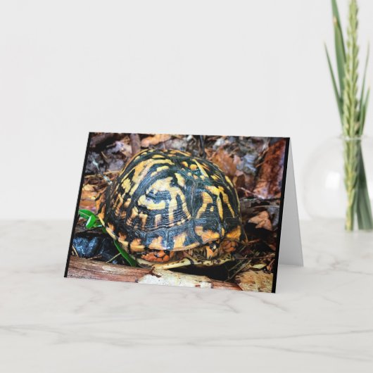 Schroefschildpad in het bos, Chester, South Caroli Kaart (Voorkant)