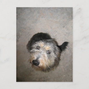 Schroffige schattige hond briefkaart