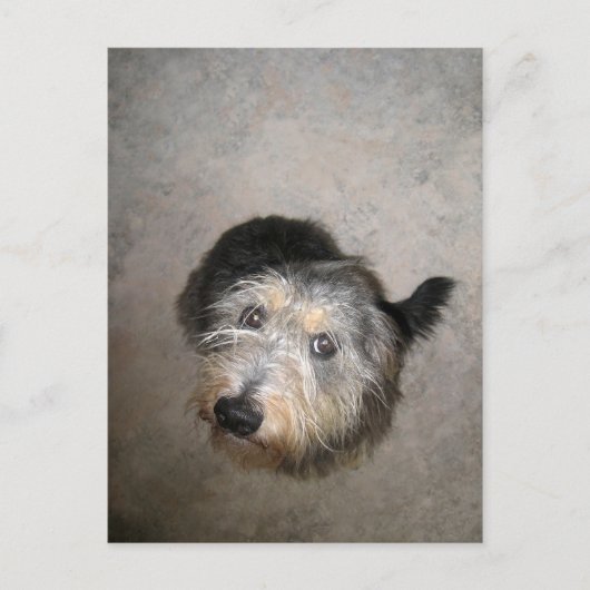 Schroffige schattige hond briefkaart (Voorkant)