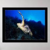 Schrootschildpad Poster (Voorkant)