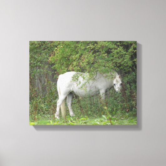 Schuchter wit paard canvasprint canvas afdruk (Voorkant)