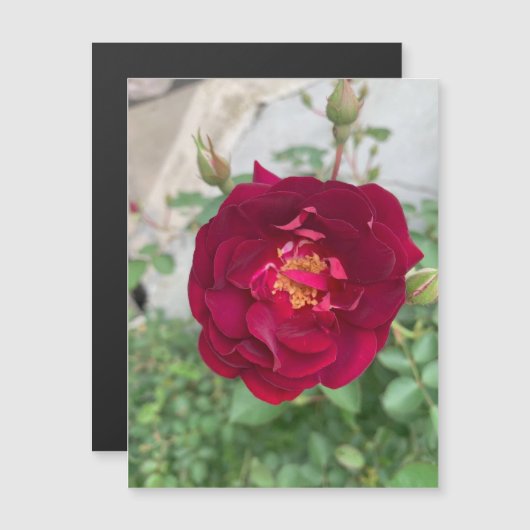 schuchtere magneet voor Roos (Voorkant / Achterkant)