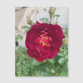 schuchtere magneet voor Roos (Voorkant)