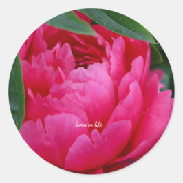 Schuchtere Roze Pioen  Ronde Sticker