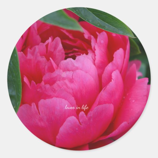 Schuchtere Roze Pioen Ronde Sticker (Voorkant)