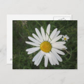 Schüchterne Margarithe Briefkaart (Voorkant / Achterkant)