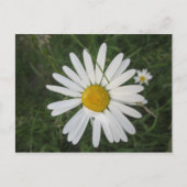 Schüchterne Margarithe Briefkaart (Voorkant)