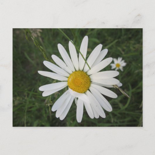 Schüchterne Margarithe Briefkaart (Voorkant)