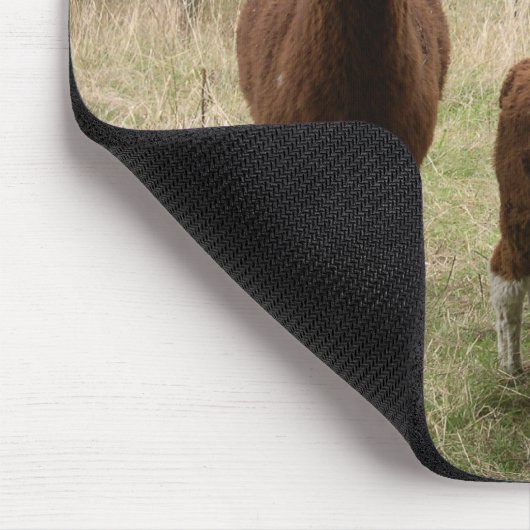 Schudbruine alpaca's in de dierentuin muismat (Hoek)