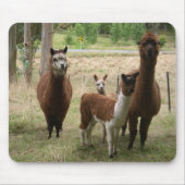 Schudbruine alpaca's in de dierentuin muismat (Voorkant)