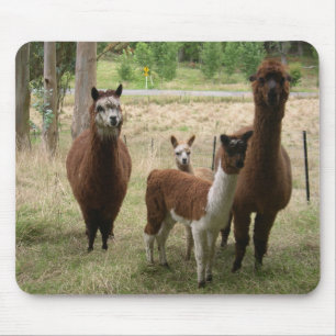 Schudbruine alpaca's in de dierentuin muismat