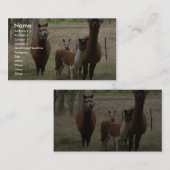 Schudbruine alpaca's in de dierentuin visitekaartje (Voorkant / Achterkant)