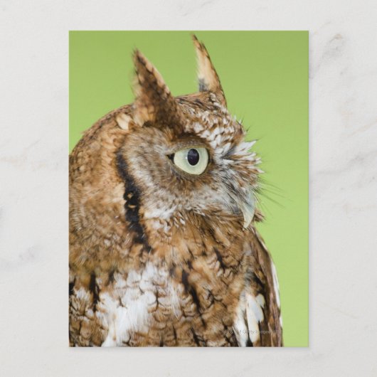 Schuif-uil portret briefkaart (Voorkant)
