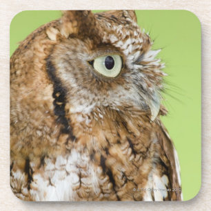 Schuif-uil portret drankjes onderzetter