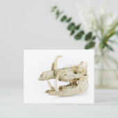 Schuif van wilde zwijnen briefkaart (Staand voorkant)