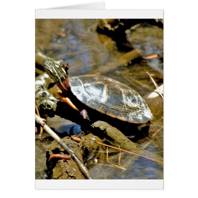 Schuifschildpad (Voorkant)