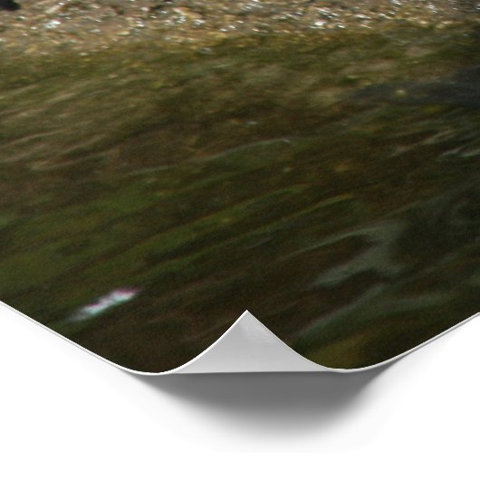 Schuifschildpadden in rijfoto poster (Hoek)