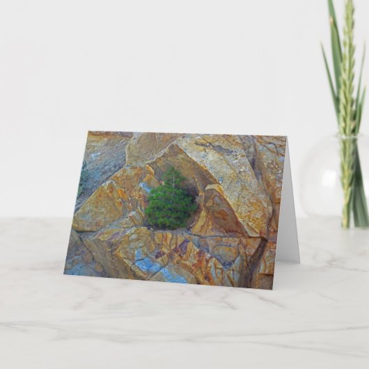 Schuilplaats van het Wenskaart van het Storm seizo Feestdagen Kaart (Voorkant)