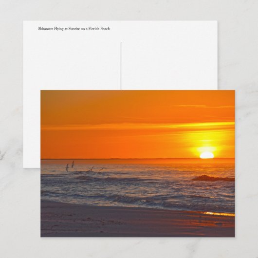 Schuimers die vliegen op zonsopgang, strand van Fl Briefkaart (Voorkant / Achterkant)