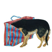 Schuine en geelbruine hond met kop in boodschappen t-shirt