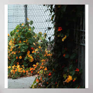 Schutting Bloemen Poster