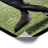 Schutzhund German Shepherd Dog Poster (Hoek)