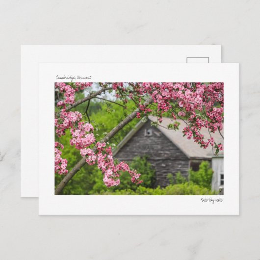 Schuur en bloesems Briefkaart (Voorkant / Achterkant)