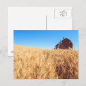 Schuur, gebieden van de de zomertarwe dichtbij briefkaart (Voorkant / Achterkant)