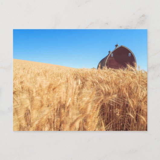 Schuur, gebieden van de de zomertarwe dichtbij briefkaart (Voorkant)